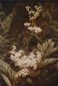 Ville blomster: Meadow-Sweet (fargefoto) av Charles Essenhigh Corke