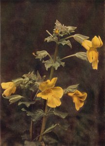 Ville blomster: Monkey Flower (fargebilde) av Charles Essenhigh Corke