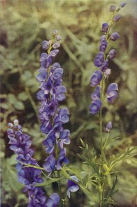 Ville blomster: Monkshood (fargebilde) av Charles Essenhigh Corke