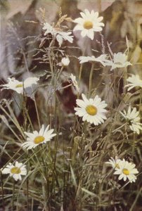 Ville blomster: Ox-Eye Daisy (fargebilde) av Charles Essenhigh Corke