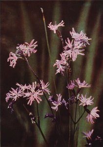 Ville blomster: Ragged Robin (fargebilde) av Charles Essenhigh Corke