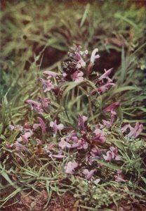 Ville blomster: Rød rangle (fargebilde) av Charles Essenhigh Corke