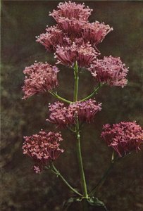 Ville blomster: Rød Valerian (fargebilde) av Charles Essenhigh Corke
