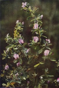 Ville blomster: Rest Harrow (fargebilde) av Charles Essenhigh Corke