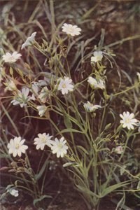 Ville blomster: Stitchwort (fargebilde) av Charles Essenhigh Corke