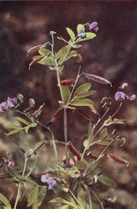 Ville blomster: Tuberous Bitter Pea (fargebilde)