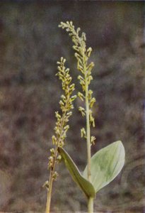 Ville blomster: Twayblade (fargebilde) av Charles Essenhigh Corke