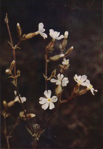 Wild flowers: White Campion (colour photo)   1321480   no       norwegian Successfully Translated  Original: Kettle, c. 1935. Translat: Kettle, c. 1935. 1136725 no norwegian Successfully Translated Original: Vrouw met doos of mand Translat: Vrouw met doos  av Charles Essenhigh Corke