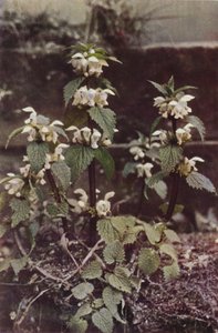 Ville blomster: White Deadnettle (fargebilde) av Charles Essenhigh Corke