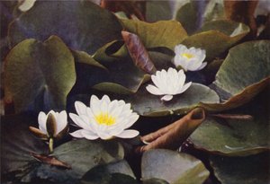 Ville blomster: White Water Lily (fargebilde) av Charles Essenhigh Corke