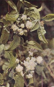 Ville blomster: Vill Clematis (fargebilde)