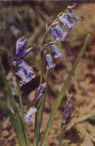 Ville blomster: Vill Hyacinth (fargebilde)