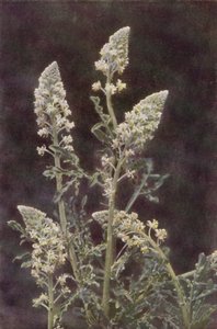 Ville blomster: Wild Mignonette (fargebilde) av Charles Essenhigh Corke