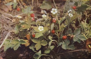 Ville blomster: Wild Strawberry (fargebilde)
