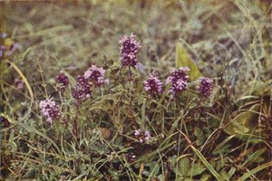 Ville blomster: Vill timian (fargebilde)
