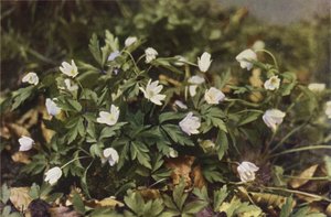 Ville blomster: Wood Anemone (fargebilde) av Charles Essenhigh Corke