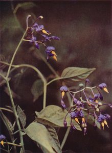 Ville blomster: Woody Nightshade (fargebilde) av Charles Essenhigh Corke