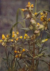 Ville blomster: Gul rangle (fargebilde)