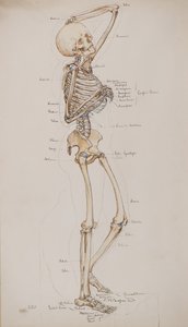 Studie [Menneskeskjelett (bein med tekst)], ca. 1884 (akvarell)