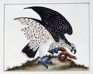 Rovfugl med slange, 1808-21 av Charles Hayes