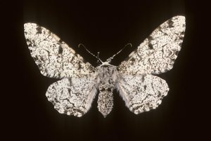 Betularia biston/Bjørk Phalene av Augustus Kollner