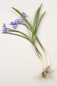 Botanisk tavle/Chionodoxa forbesii/Chionodoxa luciliae/Glory of the Snow
