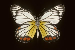 Delias hyparete/mann av Augustus Kollner