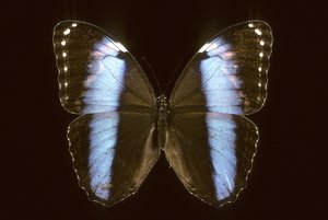 Morpho achilles/hann av Augustus Kollner
