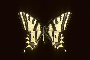 Papilio alexanor/Alexanor av Augustus Kollner