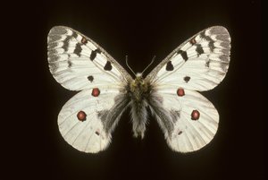 Parnassius phoebus/liten apollo av Augustus Kollner