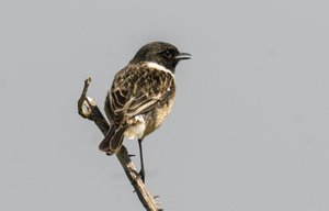 Saxicola torquata/Dawler/Common Stonechat av Augustus Kollner