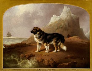 En Newfoundland-hund