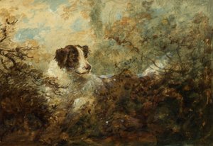 Hund (olje om bord)