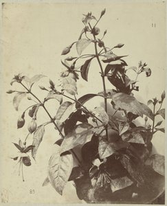 Blomsterstilleben med fuchsia av Charles Hippolyte Aubry