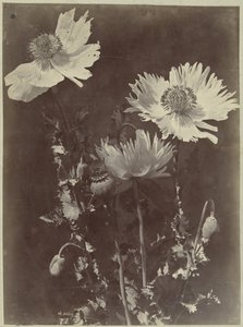 Blomsterstilleben med valmuer av Charles Hippolyte Aubry