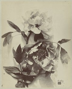Blomsterstilleben med peoner av Charles Hippolyte Aubry