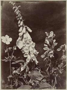 Blomsterstilleben med revebjelle av Charles Hippolyte Aubry