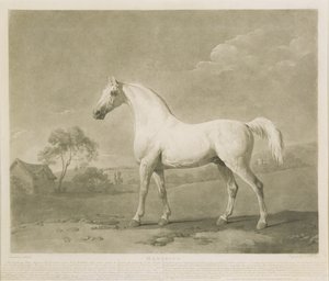 Mambrino, etter George Stubbs, 1788 (mezzotint)
