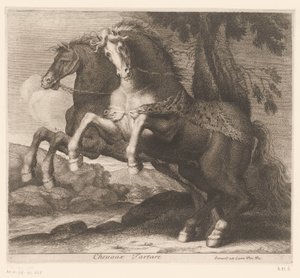 oppdrett av hester Chevaux Tartare (tittel på objekt) Dyreserie (serietittel) av Charles II Errard (attributed to)