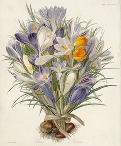 Spring Crocuses, plate fra Transactions of the Horticultural Society, London, bind VII, 1830 (håndfarget gravering) av Charles John Robertson