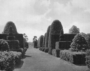 Ilex og barlind av Charles Latham