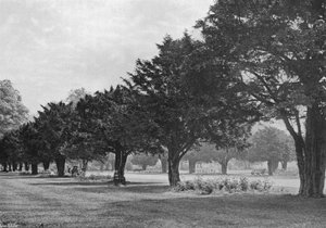 The Yews at Hampton Court To-Day (s/hvitt bilde) av Charles Latham
