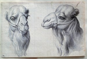 Studier av to kamelhoder Tegning av Charles Lebrun (Le Brun) (1619-1690) 1600-tallet. Dim. 0,22x0,32 m. Paris, Louvre-museet av Charles Le Brun