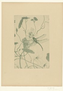 Øyenstikker på nasturtium-blomst Fleurs L