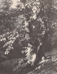 Mann liggende ved foten av et kastanjetre, 1850-53. av Charles Marville