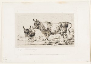 The Cow and Ass