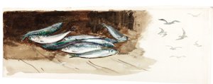 Studie av fisk (kroppsfarge og akvarell på papir) av Charles Napier Hemy