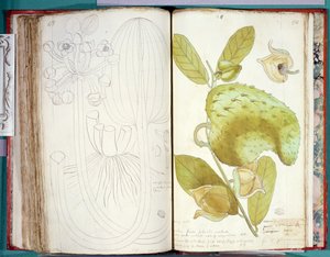 Fru 23 Kardemomme, fra et manuskript om planter fra Antillene og Santo Domingo av Charles Plumier