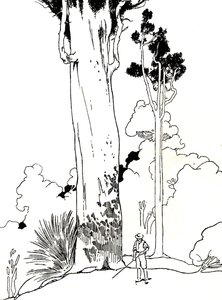 Et Kauri-tre, 1912