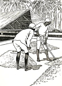 Tørking av kakaoen, 1912 av Charles Robinson